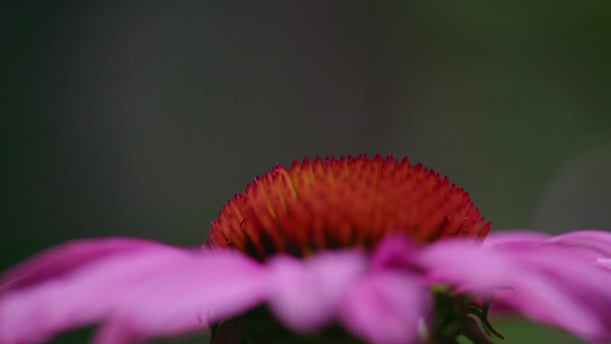 A bee and an ant on a flower with light and shadow