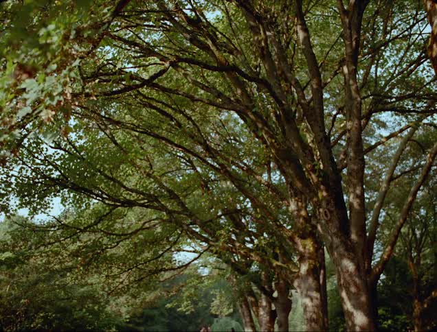 A man and woman practice tai chi in a forest area