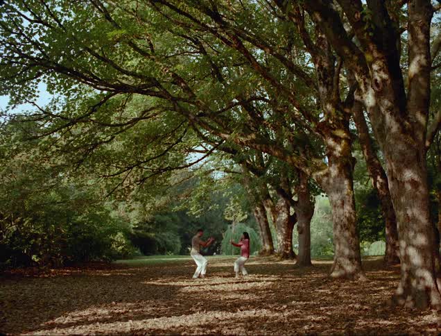 A man and woman practice tai chi among fallen leaves beneath a row of trees on a sunny day