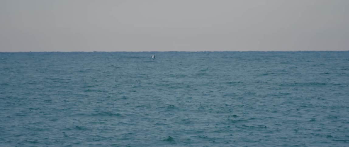A lone Seagull soars above the Atlantic Ocean