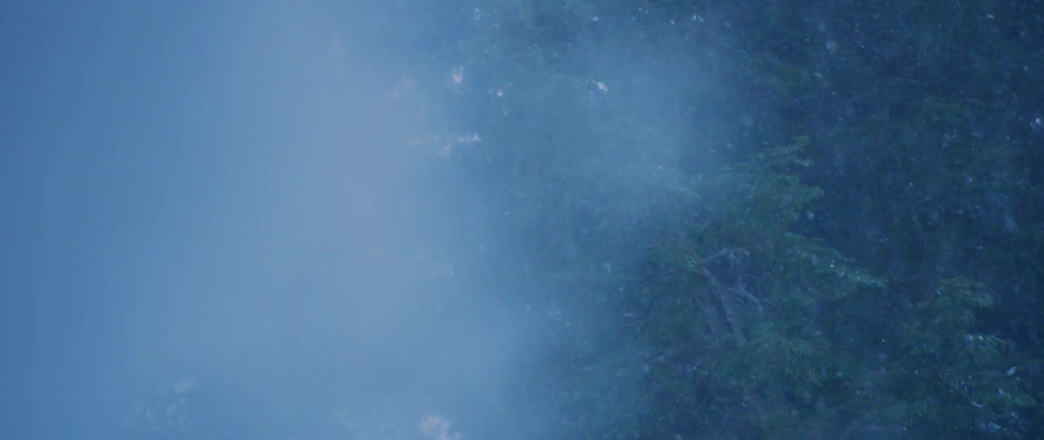 Evergreen trees are blown by the snowy blizzard