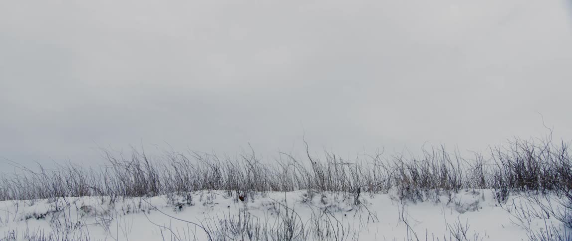 Snow coats a brush lined hill top on a cloudy day