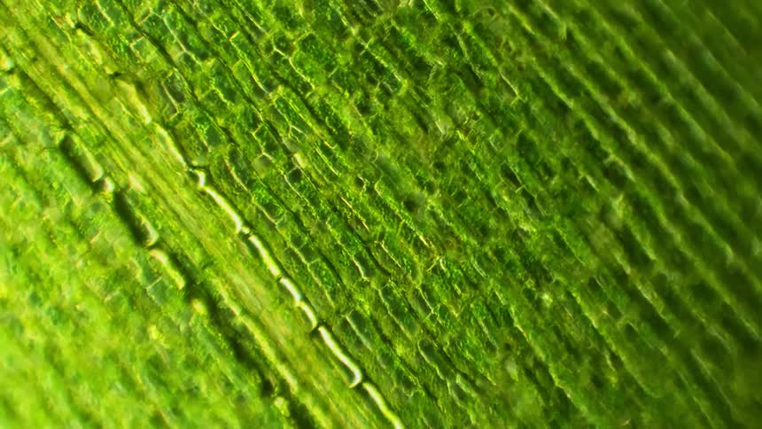 Green cells on a leaf