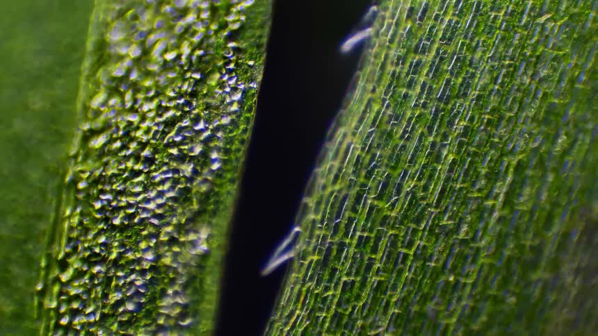 A microscope shows plant cells moving