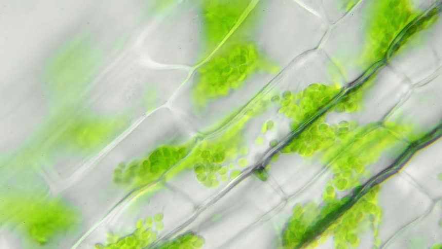 A microscope shows green plant cells moving