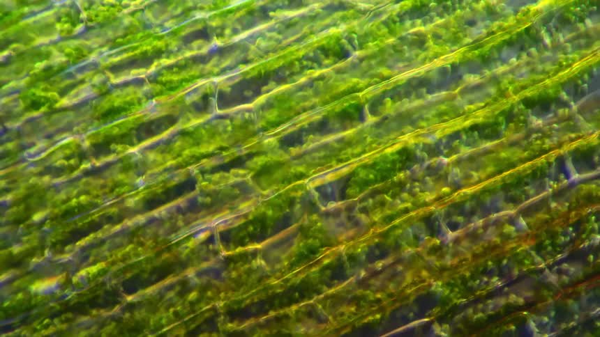 A microscope shows natural plant cells moving inside a plant
