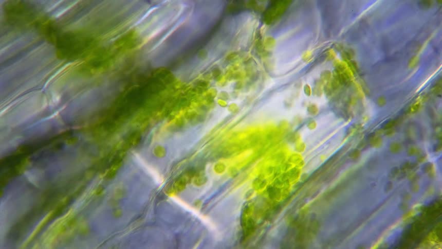 Plant cells move under a microscope