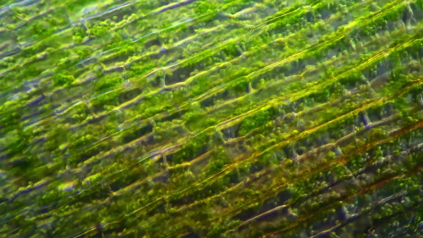 A microscope shows natural plant cells moving inside a plant