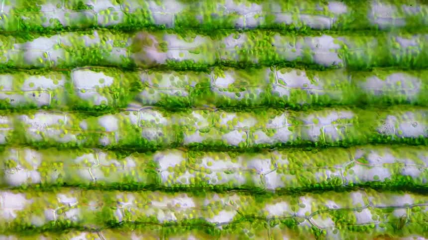 Photosynthesis: A microscope shows plant cells moving