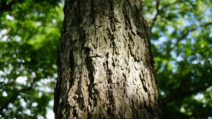 Close up of a tree trunk