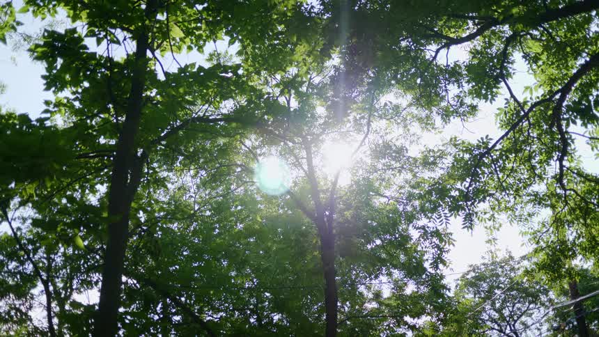 The midday sun shines through trees in a forest