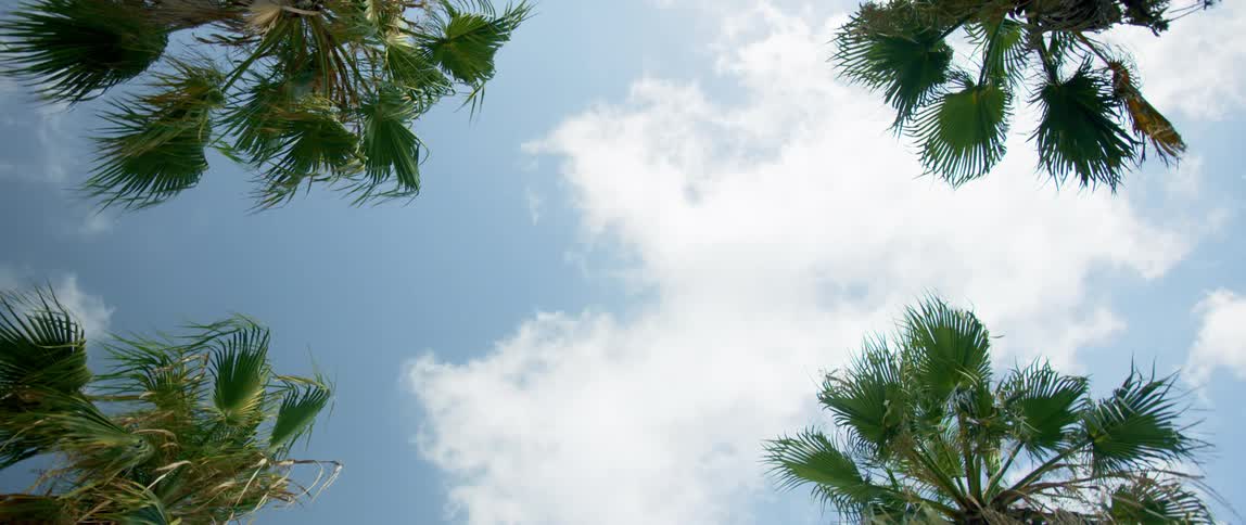 Palm trees are displayed in spring