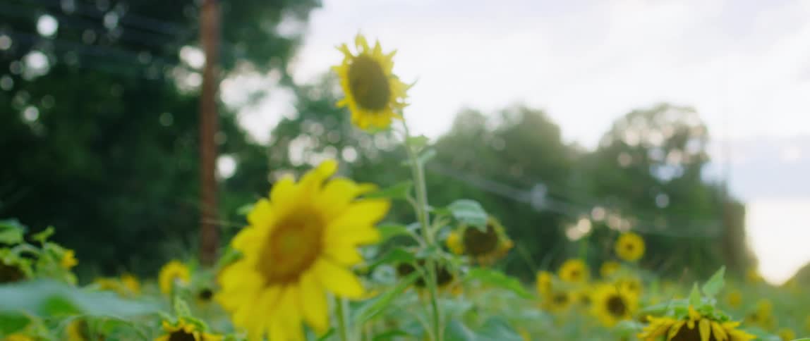 A plant with flowers with trees the sky and clouds in the background