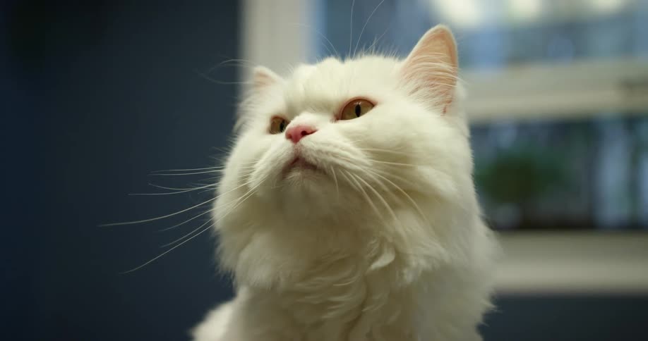 A white cat sitting looking around