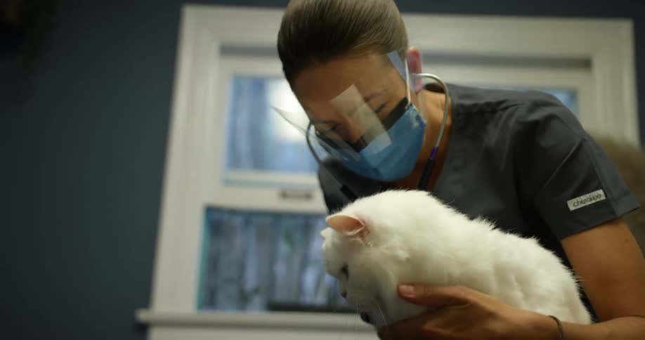 A veterinary nurse holds a cat in the clinic room while wearing a face mask and face shield