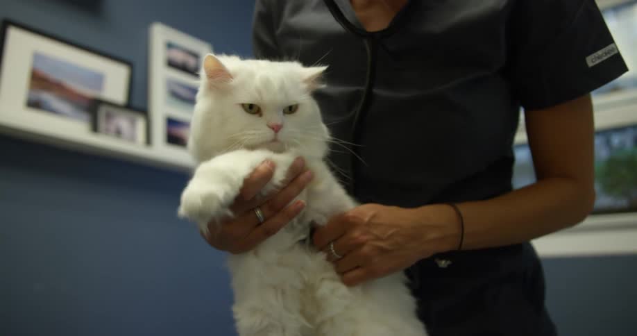 A veterinarian examines a long haired white cat using a stethoscope