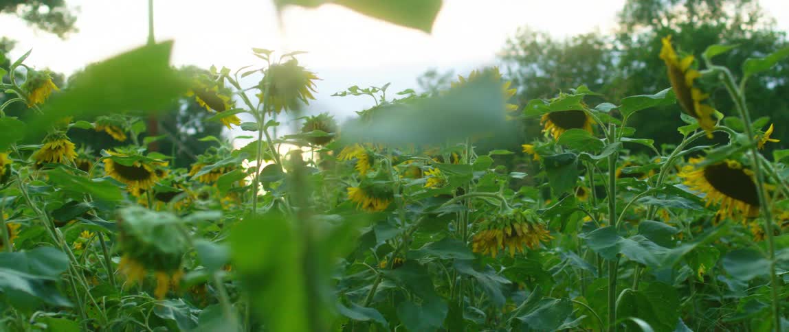 Sunflowers with a tall stem and a single big yellow flowers with many long thin narrow petals close together