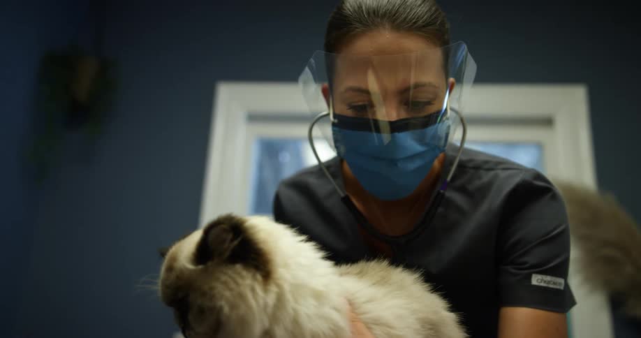 A vet is holding a cat