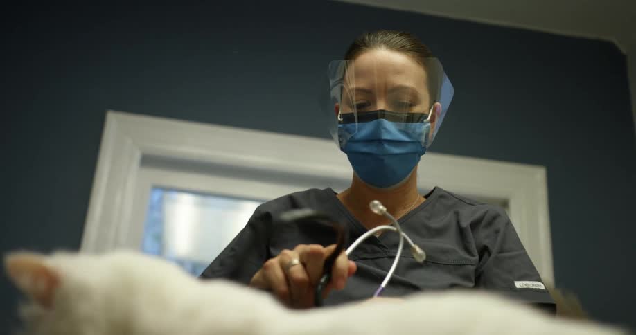 A vet putting in a stethoscope to check a cat