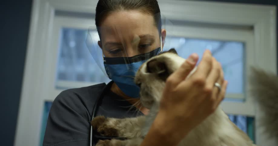 A vet petting a cat as she holds it