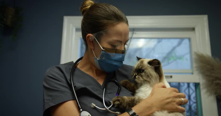 A veterinarian holds and pets a himalayan cat
