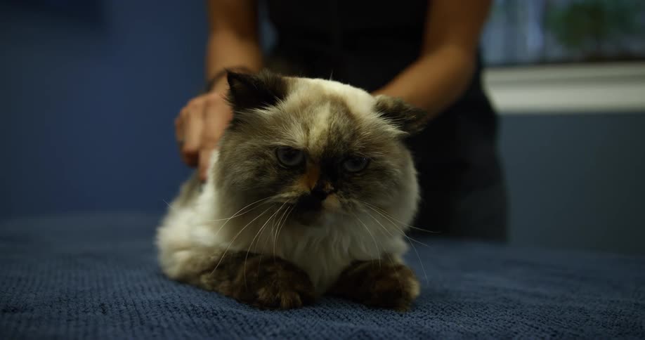 A woman with scrubs using a stethoscope on a cat with a window in the background