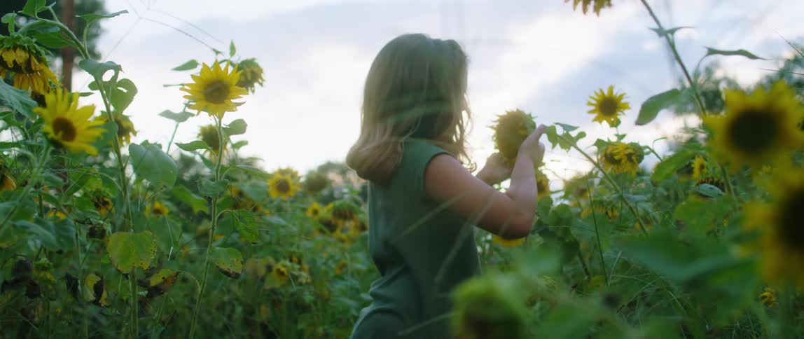 Blonde girl in field of sunflowers turns then stops to examine one flower