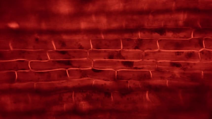 Red cells move inside veins
