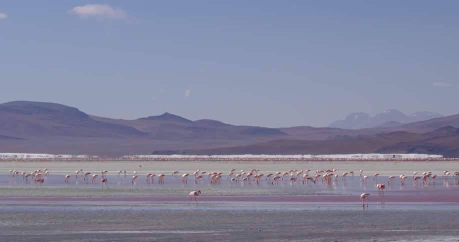 Flamingos on the shore and in the water