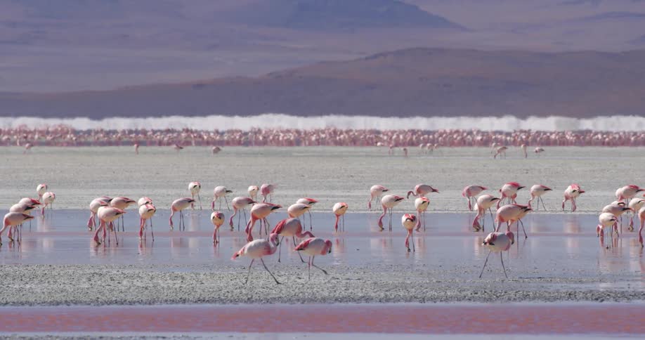 Flamingos walking on the shore