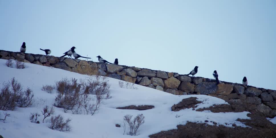 Birds perching and walking on a wall with snow in the foreground and the sky in the background