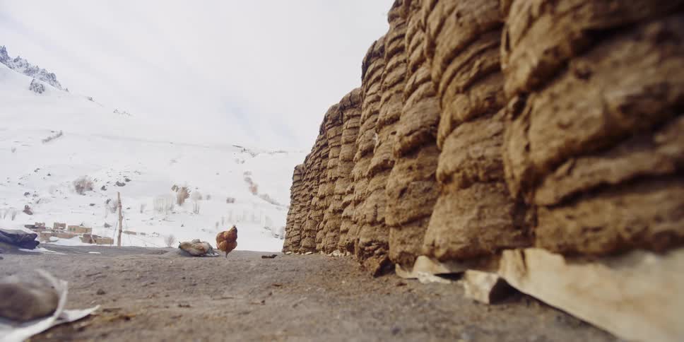 Chicken pecks ground with town and snow covered mountain slope in background