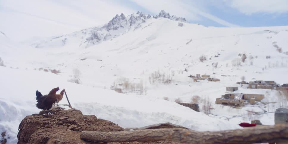 Three chickens strut around on a rock near a village in a snow covered valley