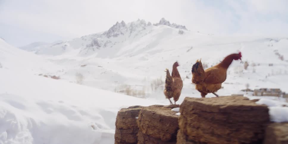Two chickens walk along rock wall in front of snow covered mountains and small village