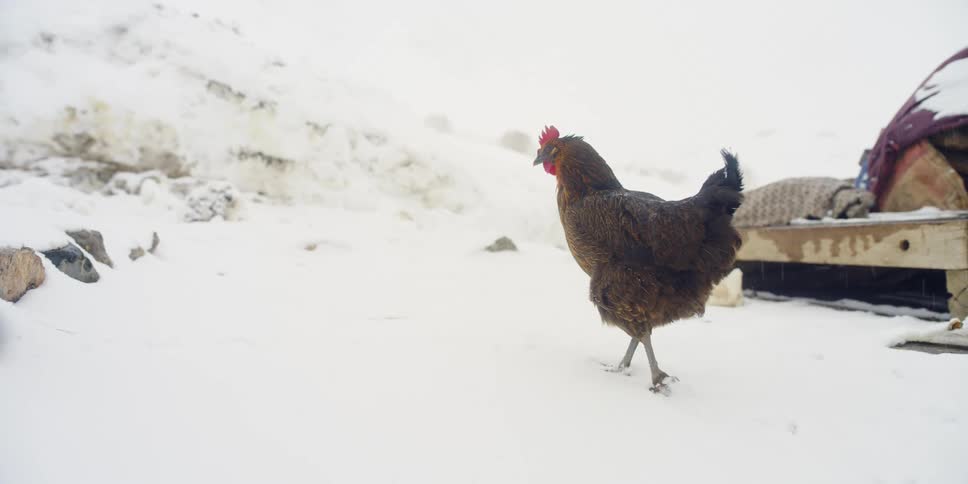 A chicken walking in the snow
