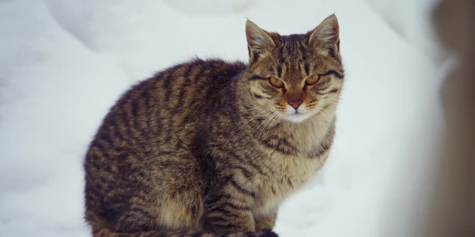 A cat sitting and looking around