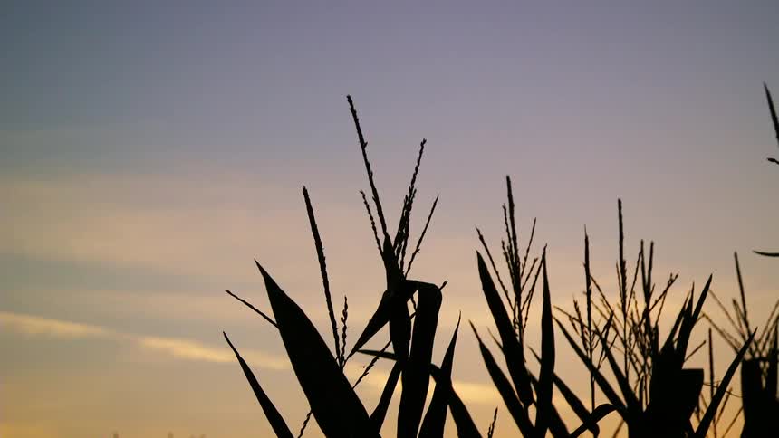Corn plants are silhouetted against the red sky