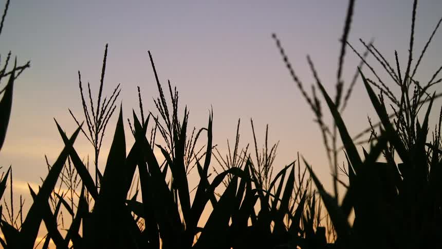 Corn plants are silhouetted against the red sky