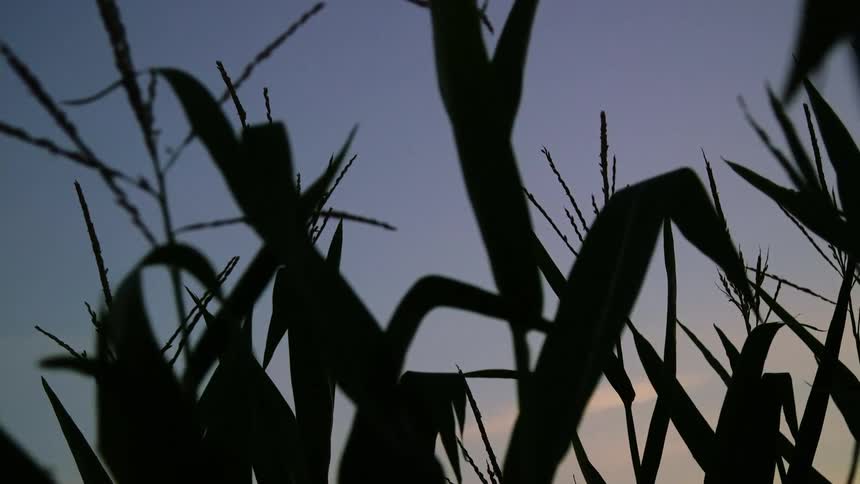 Silhouetted corn stalks in a rural field at sunset