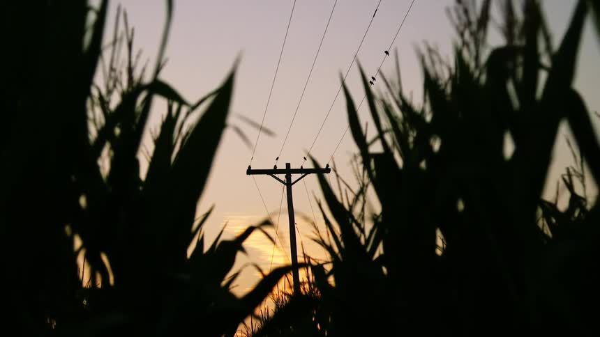 Plants grow in front of a utility pole