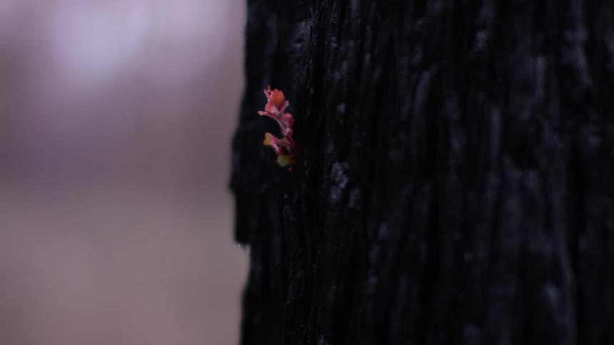 A small flower is on the side of the burnt tree
