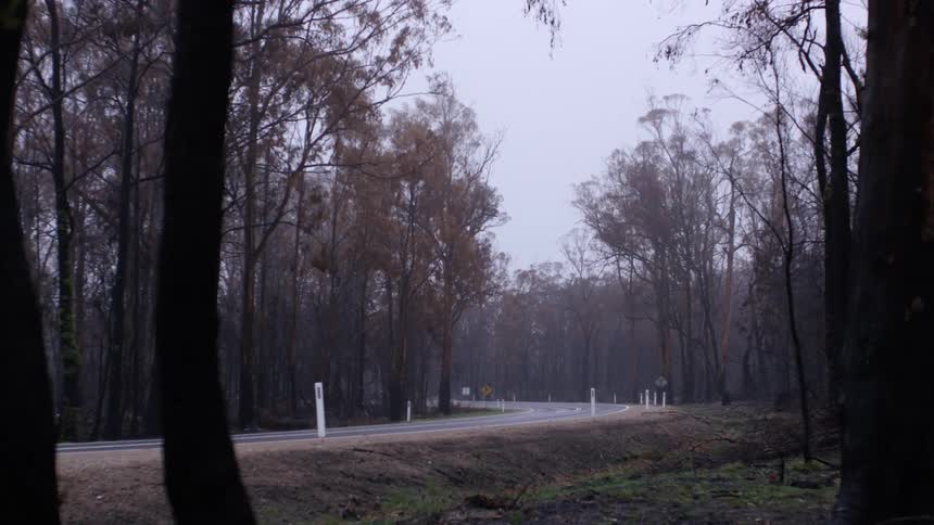 A road through a woodland under a pale daytime sky
