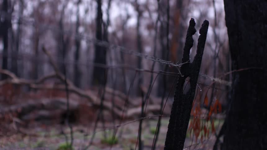Old barbed wire fence next to dead trees in the woods