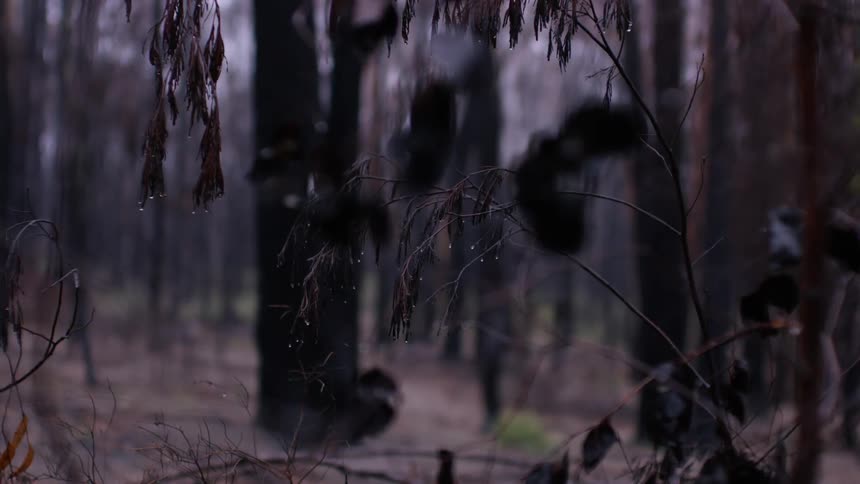 A few leaves remain on twigs of plant in old growth forest