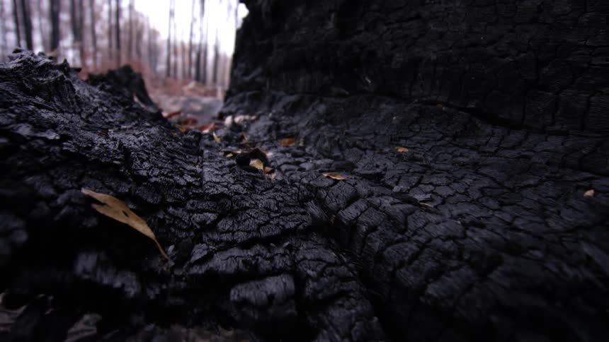 The burnt trunk of a dead tree in a woodland during the day