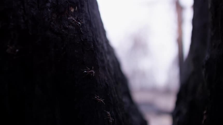 Ants or termites on the bark in a tree trunk outdoors
