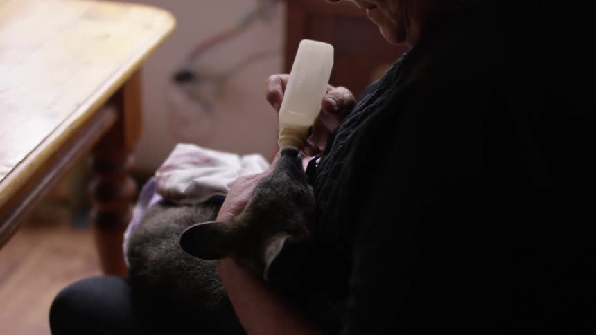 A woman bottle feeding a baby animal