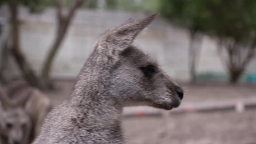 People near two kangaroos outside