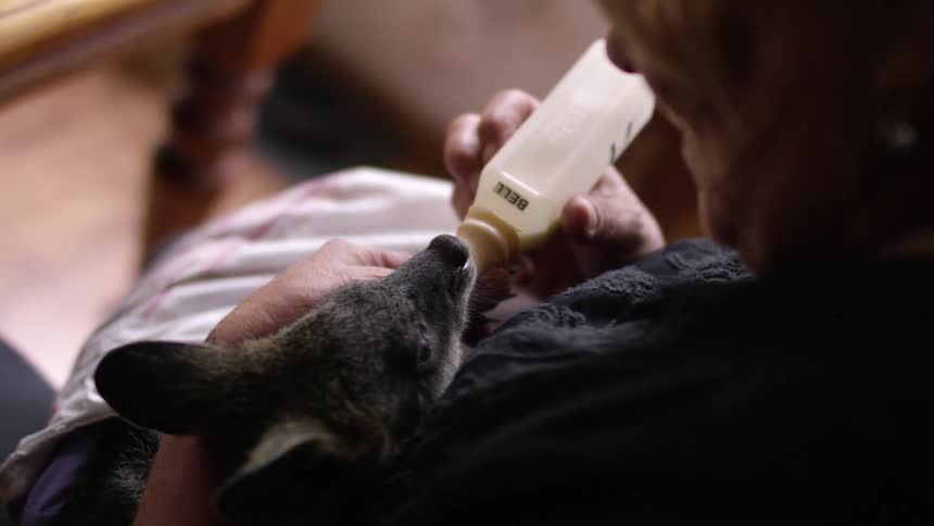 Woman nursing baby kangaroo with bottle