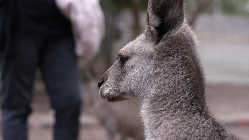 A zoo employee stands near the kangaroo